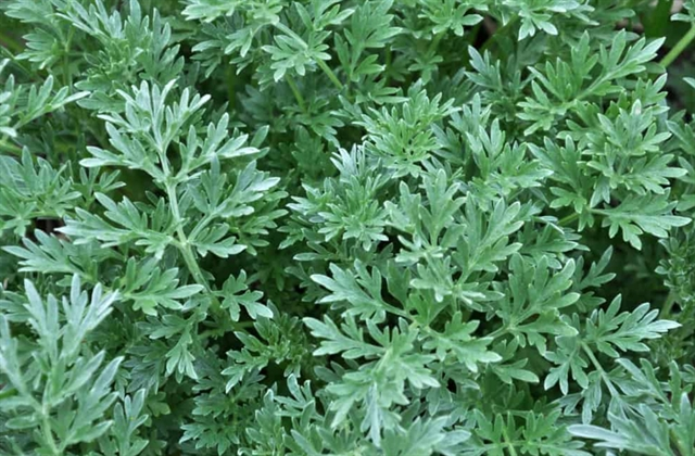 Mugwort, a good ingredient for tasty dishes and human health